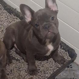 Brainy Smurf - Blue male French Bulldog puppy in Memphis, Tennessee from Love A Bull Frenchies