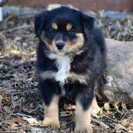 Diana - Black tri female Miniature Australian Shepherd puppy in Evant, Texas from Lazy VT Bar Ranch
