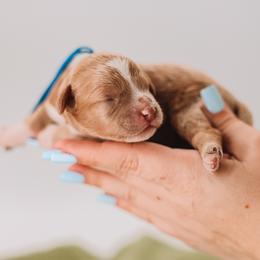 Blue Boy - Apricot male Cavapoo puppy in Mckinney, Texas from Doodles of North Tx