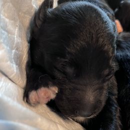 Misty (grey collar) - Black and white Aussiedoodle puppy in Maple Valley, Washington from Feather Valley Farm