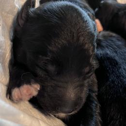 Misty (grey collar) - Black and white Aussiedoodle puppy in Maple Valley, Washington from Feather Valley Farm