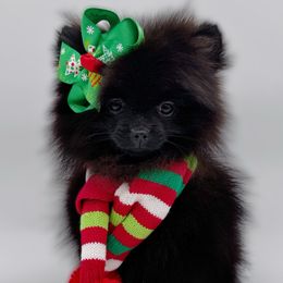 Bellamy - Black female Pomeranian puppy in Menifee, California from Petite Poms Of CA