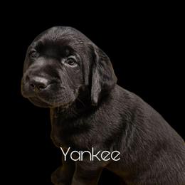 Yankee - Black male Dilute Retriever puppy in Sidney, Nebraska from Nebraska Strong Labradors