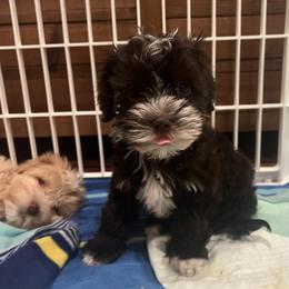 Havanese Puppies from Windy Hill Havanese