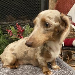 Penny - Dachshund