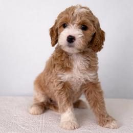 Tinsel - Cream female Goldendoodle puppy in Stanford, Kentucky from Holloway Goldendoodles