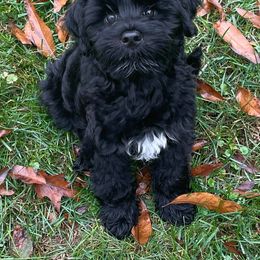 Portuguese Water Dog Puppies from Prestige Portuguese Water Dogs