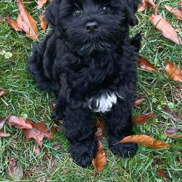 Portuguese Water Dog Puppies from Prestige Portuguese Water Dogs