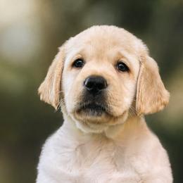 Green Collar - Yellow female Labrador Retriever puppy in Madison, Wisconsin from Meritrust Labradors