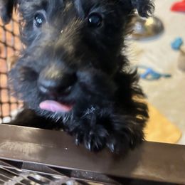 Scottish Terrier Puppies from Moo's Scotties