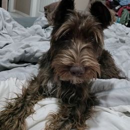 Miniature Schnauzers from A&W Miniature Schnauzers