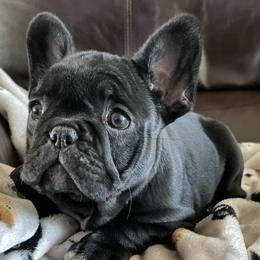 French Bulldogs from MadFol Kennels