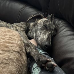 Poodle and Whippet All Grown Up from Charleston Reds Standard Poodles and Whippets