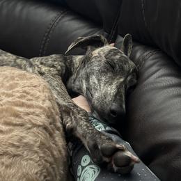 Poodle and Whippet All Grown Up from Charleston Reds Standard Poodles and Whippets