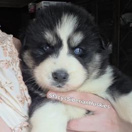 Nadia - Black and white female Siberian Husky puppy in Savannah, Georgia from Stacy's Siberian Huskies
