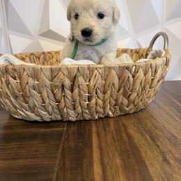 Green - Light golden male Golden Retriever puppy in Radcliff, Kentucky from It’s A Golden Life