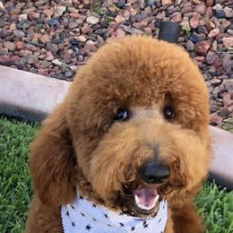 Paisley - Goldendoodle