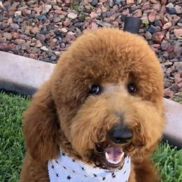 Paisley - Goldendoodle