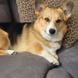 American Corgis from Painted River Farm