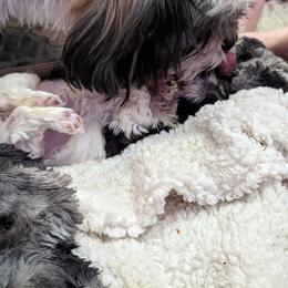 Shih Tzu Puppies from We Shih Tzu Not!