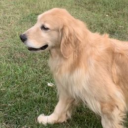Bella - Golden Retriever