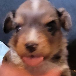Miniature Australian Shepherd and Toy Australian Shepherd Puppies from Heritage Homestead