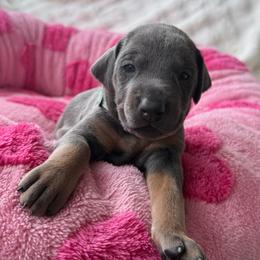 Leilani - Blue and rust female Doberman Pinscher puppy in Brookfield, Wisconsin from Haus of Hound