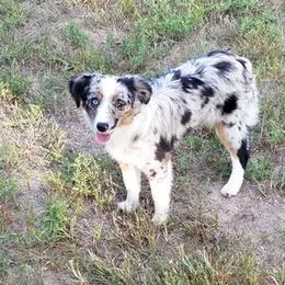 Miniature Australian Shepherd and Toy Australian Shepherd All Grown Up from Long's lil Aussies