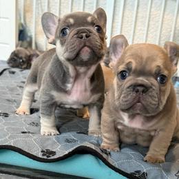 Lilac Tri Boy - Tricolors male French Bulldog puppy in Grafton, Ohio from K&J Frenchies