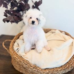 Michelangelo - Parti male Goldendoodle puppy in Ivins Utah, Utah from Luxi Paws Doodles