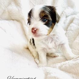 Yorkshire Terrier Puppies from Hummingbird Farm & Gardens