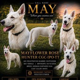 May - German Shepherd