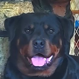 Scotty - Rottweiler