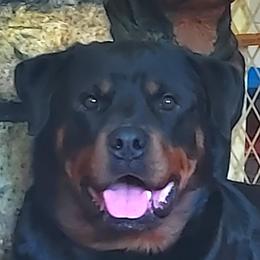 Scotty - Rottweiler