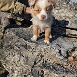 Miniature American Shepherd and Miniature Australian Shepherd Puppies from Trailside Mini Aussies