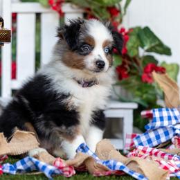 Encore - Blue merle female Miniature Australian Shepherd puppy in Granbury, Texas from Best Little Aussies