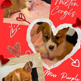 Girl 3 Miss Purple - White and red female Pembroke Welsh Corgi puppy in Milton, Florida from Milton Corgis