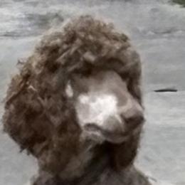 Cinny - Poodle