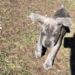 Cane Corso and Lowchen Puppies from High Royal Kennel