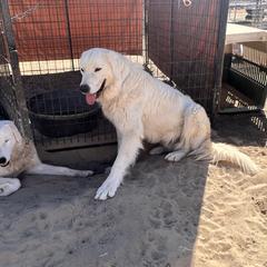 Buckeye - male Maremma Sheepdog puppy in Kings County, California from Prancing Pony Farm Maremma Sheepdogs