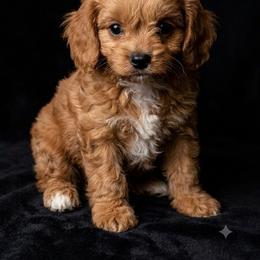 Jacks - Red male Cavapoo puppy in Miami, Oklahoma from BriarCreek Cavapoos