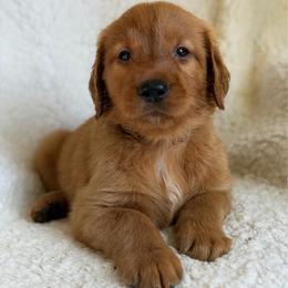 Seth - Dark golden male Golden Retriever puppy in La Verne, California from 4LoveofGoldens