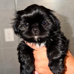 Wesley - Black and white male Shih Tzu puppy in Kettering, Ohio from The Ruff Life Tribe