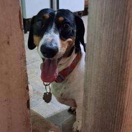 Tsisdu  (Gis Du) - Dachshund