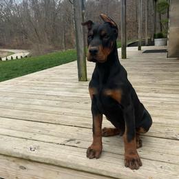 Rocky - Black and rust male Doberman Pinscher puppy in Bruce Township, Michigan from Eminent Dobermans