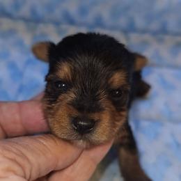 Vanner hold to Christmas - Black and tan male Yorkshire Terrier puppy in Jamestown, Tennessee from Royal  Furbabies