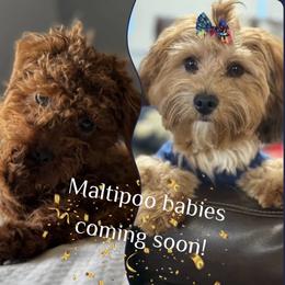 Maltipoo puppies from The Golden Rule Doodles