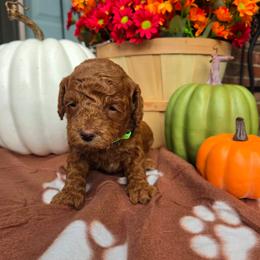 Lime Green - Apricot male Goldendoodle puppy in Little Rock, Arkansas from Adorable Mini Doodles LLC