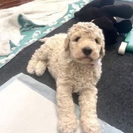 Goldendoodle Puppies from Only Loving Pups