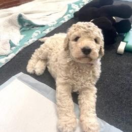 Goldendoodle Puppies from Only Loving Pups